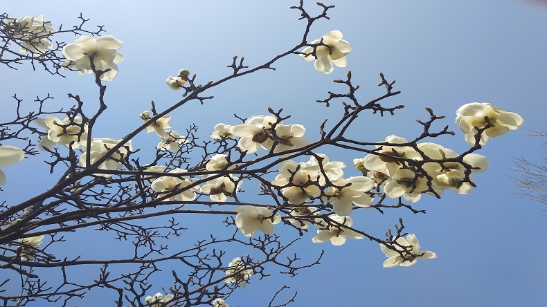 春游記特斯特奉上臺灣烤腸配方 春游記特斯特奉上臺灣烤腸配方