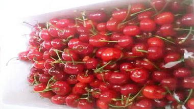 青島特斯特果涼粉——五月煙臺大櫻桃風味果涼粉