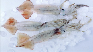 秘魯魷魚除酸劑復配水分保持劑S109產品簡介