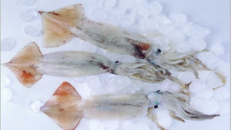 魷魚保水劑 魷魚保水劑