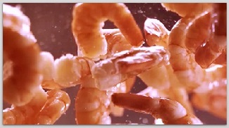 蝦仁專用復配水分保持劑SC518 簡介